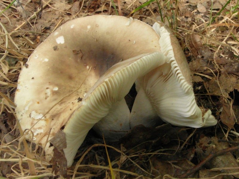 2012 0815 EtangNeuf Russula heterophylla ev2